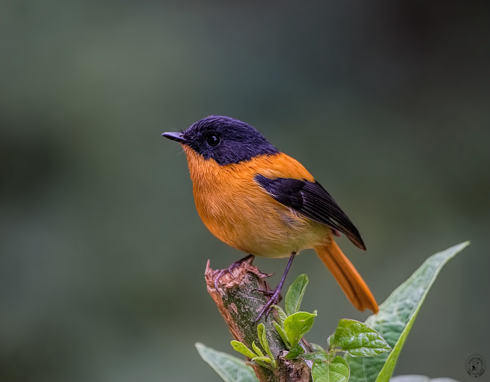 Black-and-orange Flycatcher photo