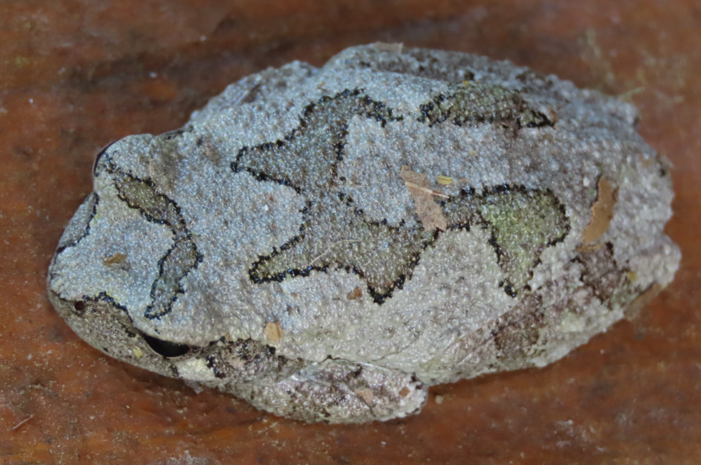 Gray Treefrog Species Complex from Boone County, MO, USA on May 2, 2021 ...