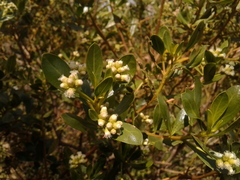 Baccharis macrantha