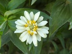 Asteraceae
