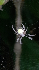 Eriophora ravilla