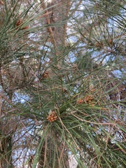 Pinus brutia eldarica
