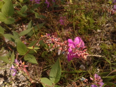 Desmodium intortum