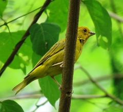 Sicalis flaveola