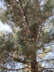 Pinus brutia eldarica