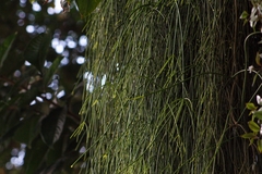 Rhipsalis baccifera