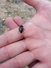 Astylus aulicus