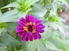 Magnoliopsida