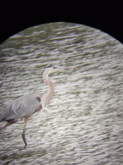 Ardea herodias