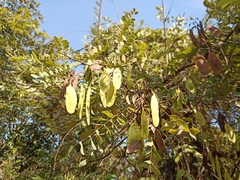 Dalbergia miscolobium