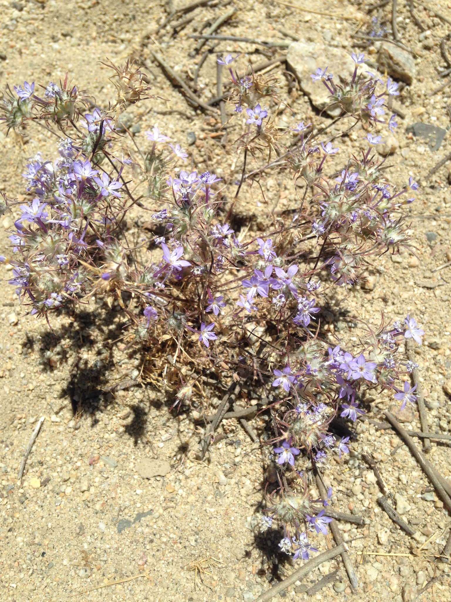 Eriastrum pluriflorum ssp. pluriflorum