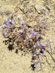 Eriastrum pluriflorum