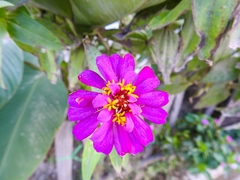 Asteraceae