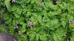 Dicentra formosa