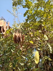 Dalbergia miscolobium