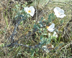 Argemone hunnemannii