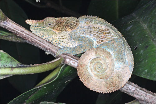Cryptic Chameleon