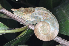 Cryptic Chameleon photo 3