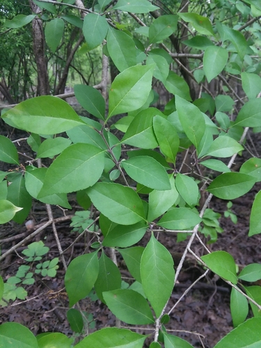 Image of Forestiera acuminata by (c) Will McFarland, some rights reserved (CC BY)
