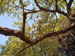 Dalbergia miscolobium