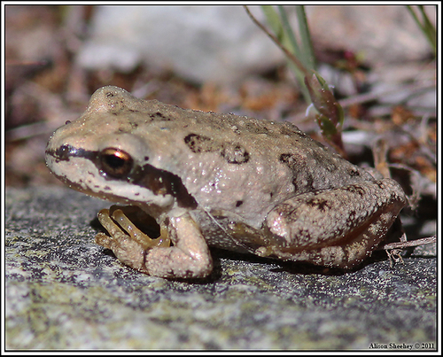 iNaturalist observation photo of Pacific chorus frog