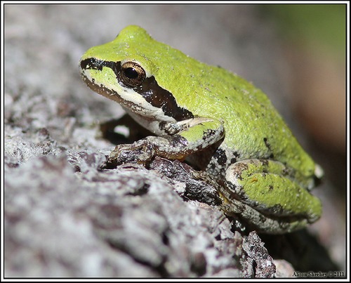 iNaturalist observation photo of Pacific chorus frog