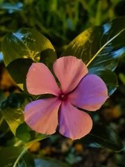 Catharanthus roseus roseus