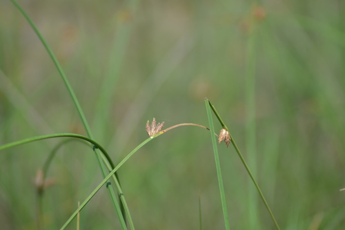 Schoenoplectiella erecta ssp. raynalii