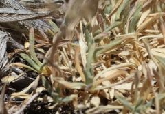 Cusickiella douglasii