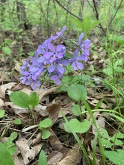 Phlox divaricata