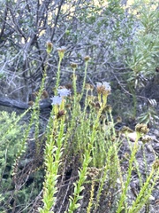 Pseudoselago serrata