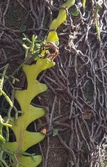 Selenicereus anthonyanus