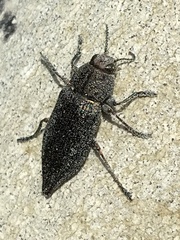 Dicerca tenebrica