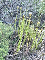 Pseudoselago serrata