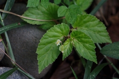 Begonia hirtella