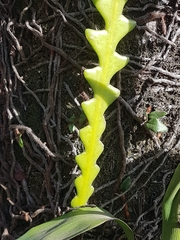 Selenicereus anthonyanus