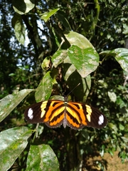 Heliconius ethilla