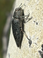 Dicerca tenebrica