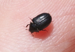 Orphilus subnitidus