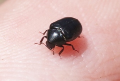 Orphilus subnitidus