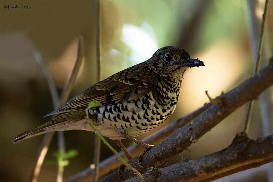 Nilgiri Thrush photo