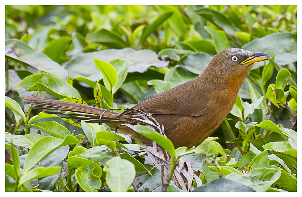 Rufous Babbler