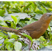 Rufous Babbler - Photo (c) Faisalmagnet, some rights reserved (CC BY-SA)