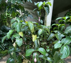 Medinilla magnifica