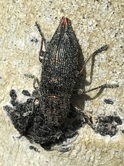 Dicerca tenebrica