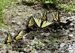 Papilio appalachiensis