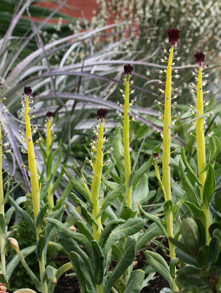 Caulanthus