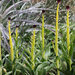 Caulanthus inflatus - Photo (c) Annie's Annuals & Perennials, μερικά δικαιώματα διατηρούνται (CC BY)