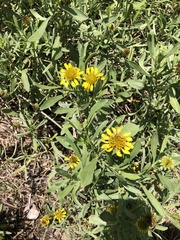 Borrichia frutescens image