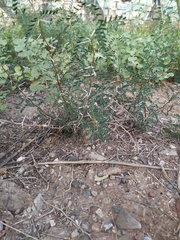 Prosopis strombulifera